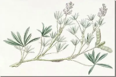 Картина Люпин мелкоцветковый (1815-1819)