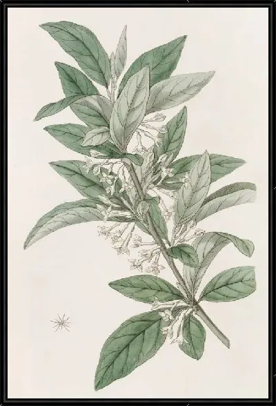 Картина Олестр мелколистный (1815-1819)