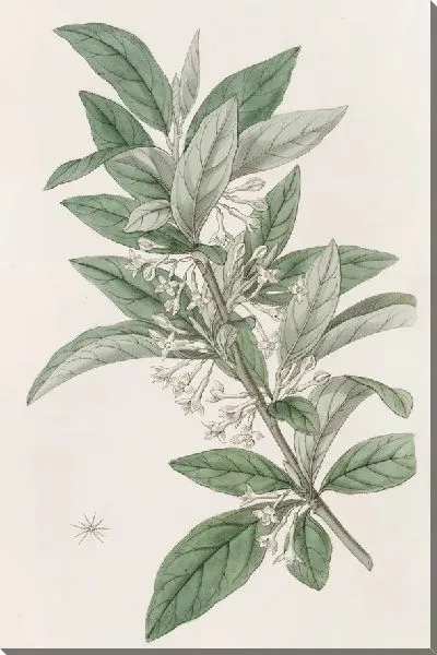 Картина Олестр мелколистный (1815-1819)