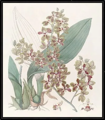 Картина Онцидиум малогубый (1815-1819)