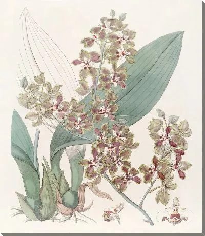 Картина Онцидиум малогубый (1815-1819)