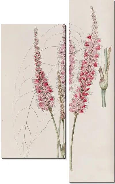 Картина Полигонум, обхватывающий стебель (1815-1819)
