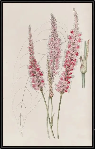 Картина Полигонум, обхватывающий стебель (1815-1819)