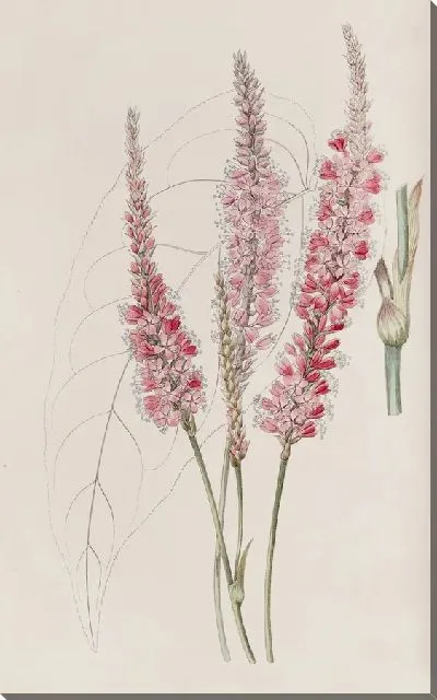 Картина Полигонум, обхватывающий стебель (1815-1819)