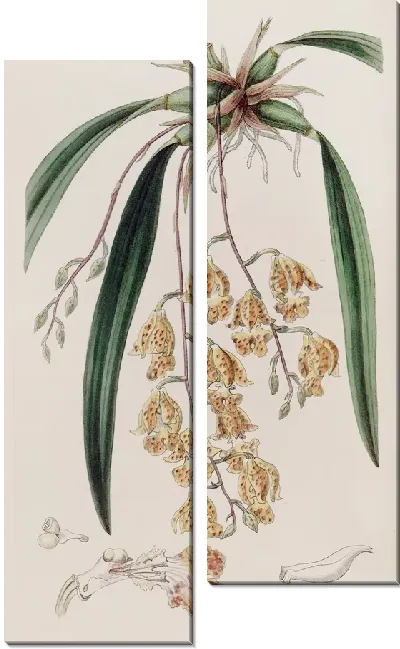 Картина Пятнистая Берлингтония (1815-1819)