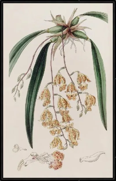 Картина Пятнистая Берлингтония (1815-1819)