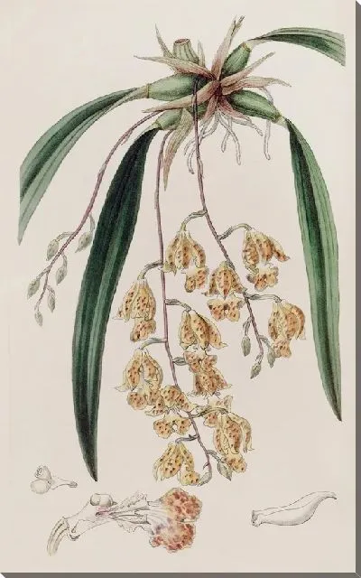 Картина Пятнистая Берлингтония (1815-1819)