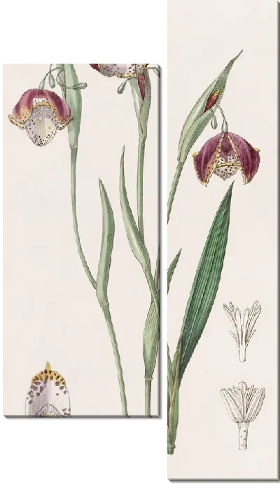 Картина Пятнистая водяная полоса (1815-1819)