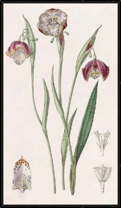 Картина Пятнистая водяная полоса (1815-1819)