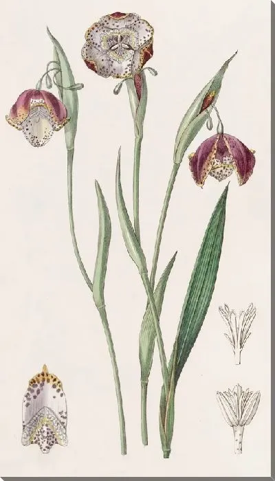Картина Пятнистая водяная полоса (1815-1819)