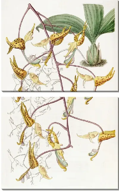Картина Пятнистая Гонгора (1815-1819)