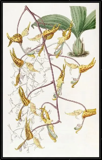 Картина Пятнистая Гонгора (1815-1819)