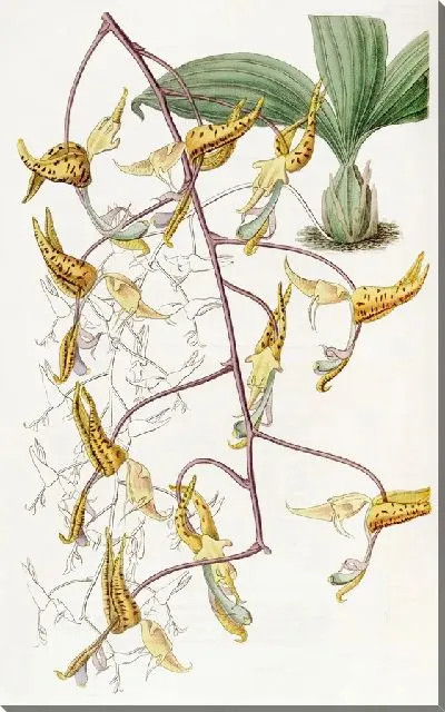 Картина Пятнистая Гонгора (1815-1819)