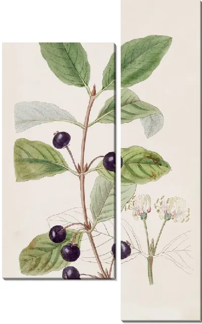 Картина Пятнистая жимолость (1815-1819)