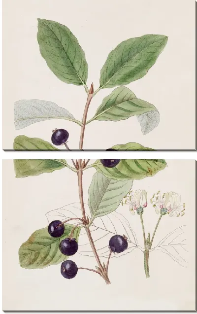 Картина Пятнистая жимолость (1815-1819)