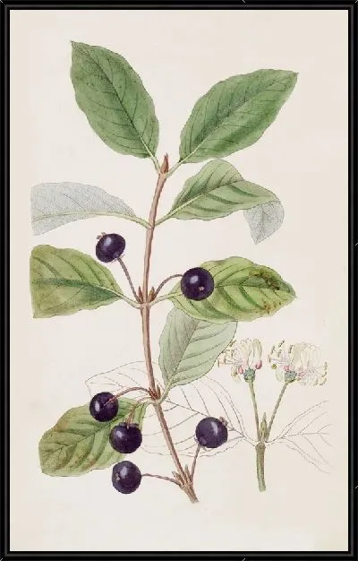 Картина Пятнистая жимолость (1815-1819)