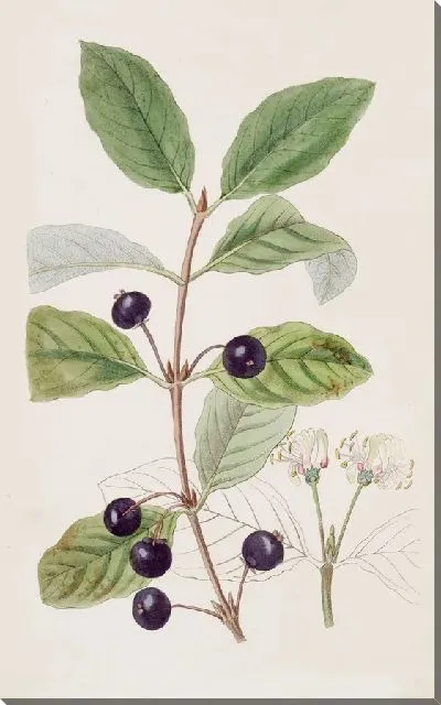 Картина Пятнистая жимолость (1815-1819)