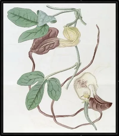 Картина Пятнистая Каттлея (1815-1819)