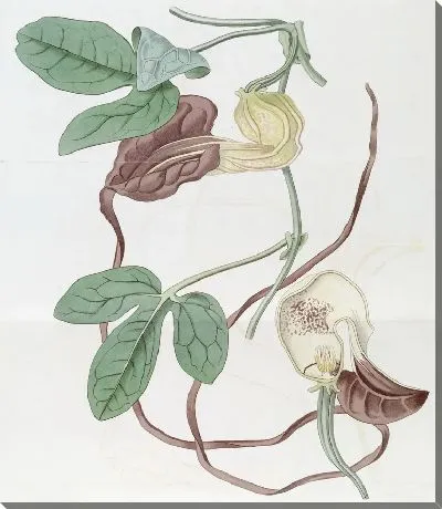 Картина Пятнистая Каттлея (1815-1819)