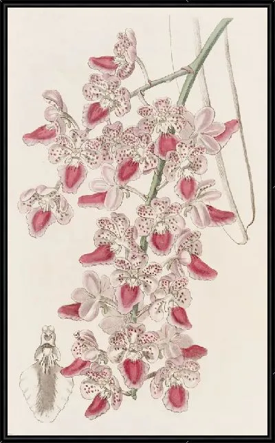 Картина Пятнистый аэрозавод (1815-1819)