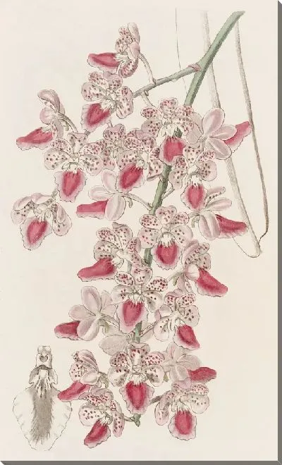 Картина Пятнистый аэрозавод (1815-1819)