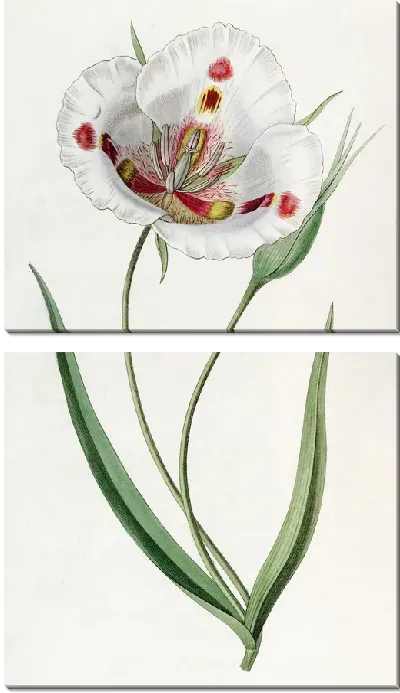 Картина Пятнистый Калохортус (1815-1819)