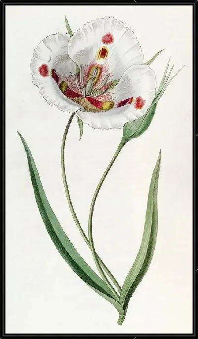 Картина Пятнистый Калохортус (1815-1819)