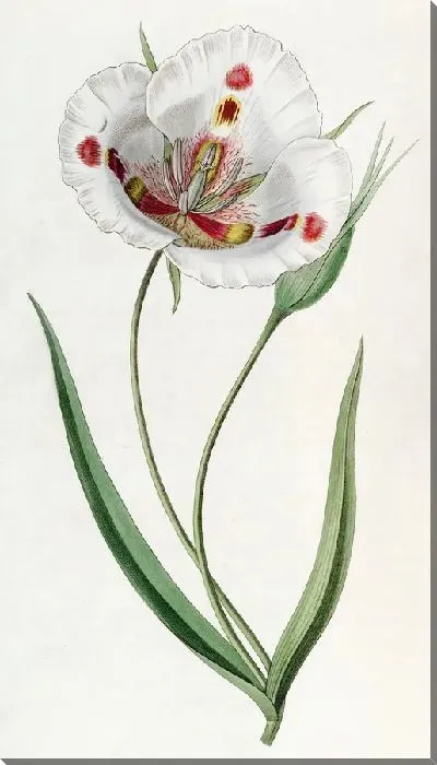 Картина Пятнистый Калохортус (1815-1819)