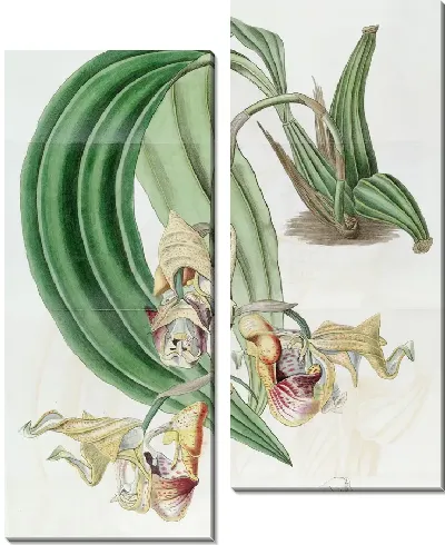 Картина Пятнистый кориантес (1815-1819)