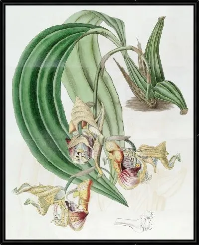 Картина Пятнистый кориантес (1815-1819)