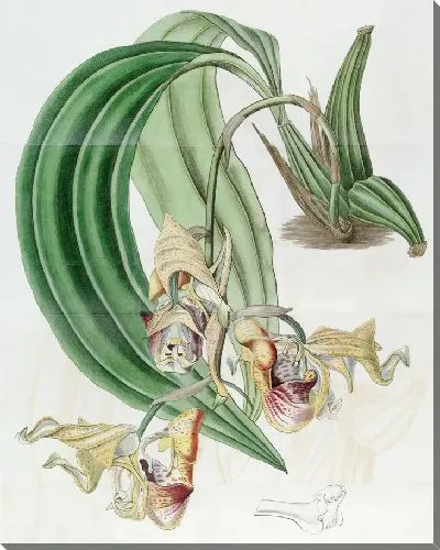 Картина Пятнистый кориантес (1815-1819)