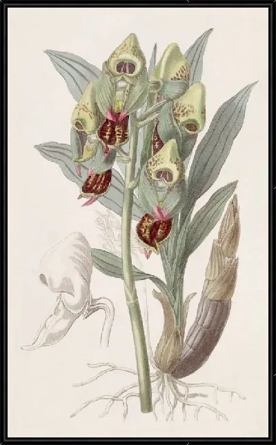 Картина Пятнистый Филерблум (1815-1819)