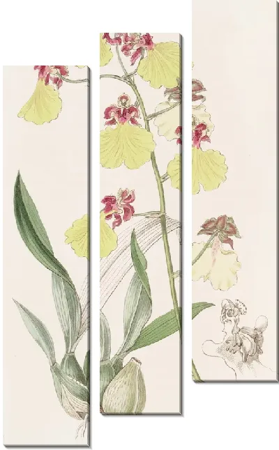 Картина Пятнокрылый онцидиум (1815-1819)