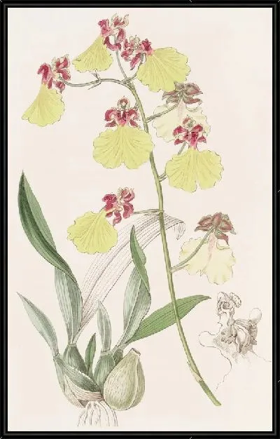 Картина Пятнокрылый онцидиум (1815-1819)