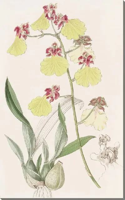 Картина Пятнокрылый онцидиум (1815-1819)