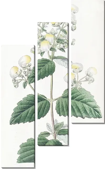 Картина Распространение кальцеолярии (1815-1819)