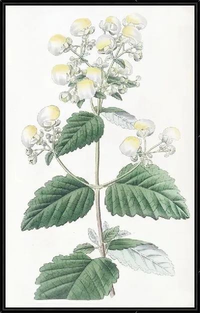 Картина Распространение кальцеолярии (1815-1819)