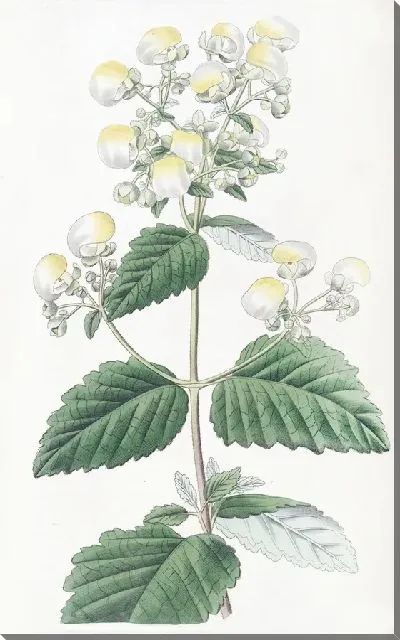 Картина Распространение кальцеолярии (1815-1819)