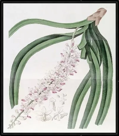 Картина Саркантус пятнистоцветовый (1815-1819)