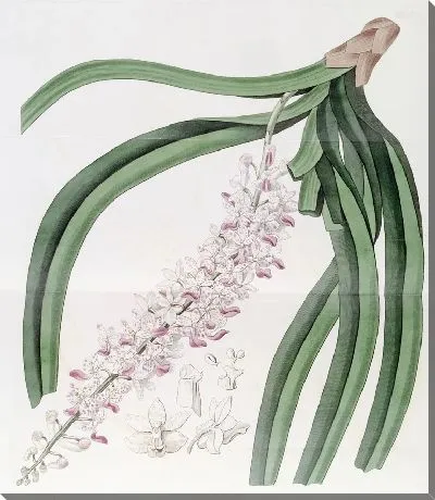 Картина Саркантус пятнистоцветовый (1815-1819)