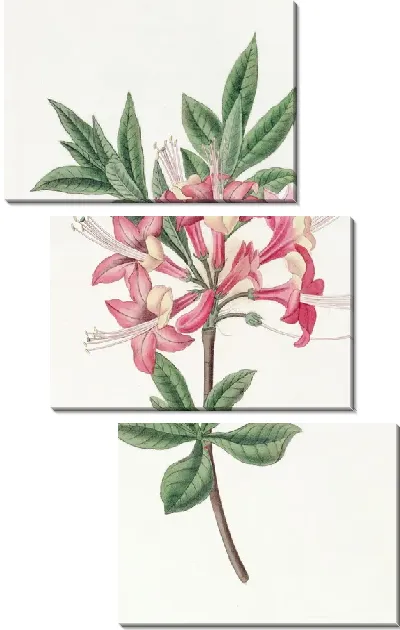 Картина Сверкающая Азалия (1815-1819)