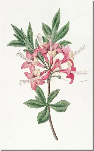 Картина Сверкающая Азалия (1815-1819)