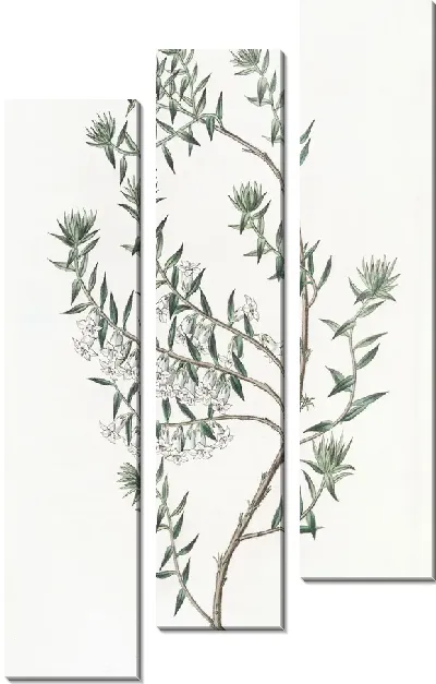 Картина Снежный Эпакрис (1815-1819)