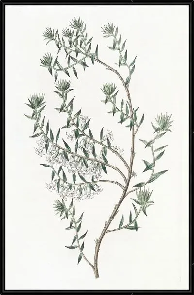 Картина Снежный Эпакрис (1815-1819)