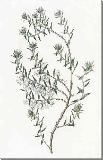 Картина Снежный Эпакрис (1815-1819)