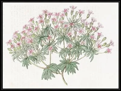 Картина Сноу Дугласия (1815-1819)
