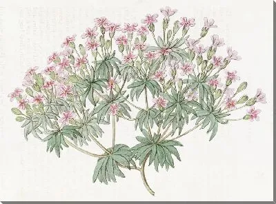 Картина Сноу Дугласия (1815-1819)