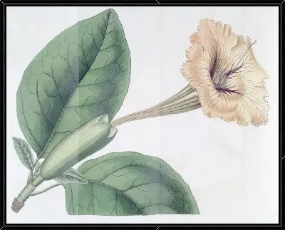 Картина Соландра пятнистоцветковая (1815-1819)