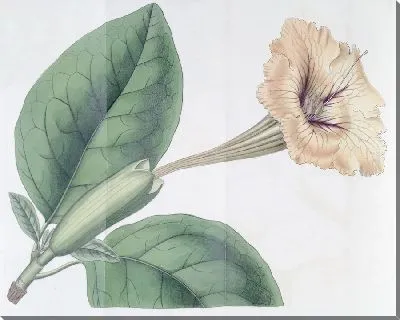 Картина Соландра пятнистоцветковая (1815-1819)