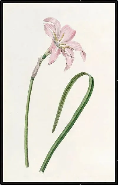 Картина Споффорт Зефирантес (1815-1819)